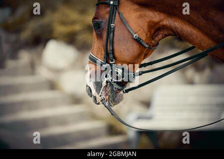 Ritratto sport stallone rosso nella doppia briglia. Muso di cavalli da vicino. Dressage di cavalli. Sport equestre. Foto Stock