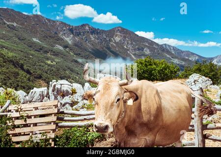 Paesaggio del passo di montagna asturiano di San Isidro.nella foto si può vedere in primo piano una tipica mucca marrone del luogo.la foto è ta Foto Stock