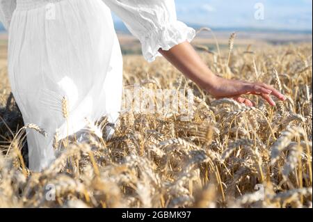 Una donna irriconoscibile tocca delicatamente il grano in crescita al tramonto dorato. La donna spensierata che cammina lungo un campo di raccolto tocca la segale. Foto di alta qualità. Foto Stock