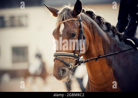 Sport equestre. Ritratto sport stallone rosso nella briglia. Dressage del cavallo della baia nell'arena. Equitazione. Foto Stock