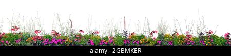 Fiori annuali fioriti Panorama, isolato orizzontale panoramico fioritura Cardinal Flower Bed Closeup, fioritura Begonias, balsami, Gauras, marigolds Foto Stock