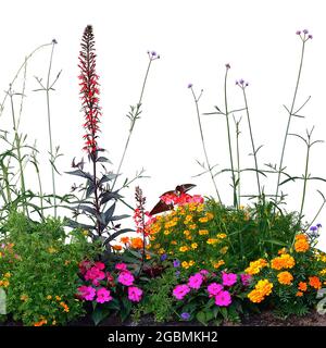 Fiori annuali fioriti, isolati fioritura Cardinal Flower Bed Macro Closeup, grandi Begonias dettagliate fioritura, balsami, Gauras, marigolds, Verbenas Foto Stock