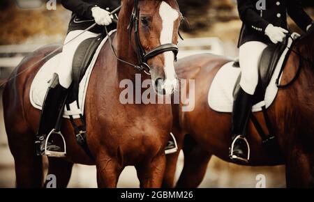 Equestrian sport.Two sport cavalli strorel suit. Ritratto di un cavallo di stregone con una scanalatura bianca sul suo muso.la gamba del cavaliere nella staffa, ridi Foto Stock