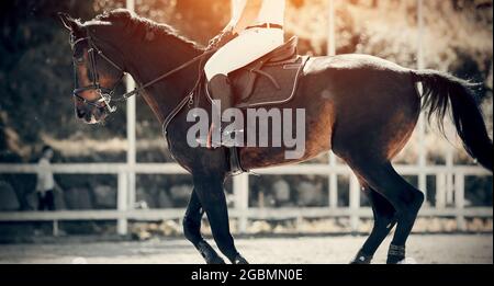 Sport equestre. Dressage di cavalli nell'arena. La gamba del cavaliere nella staffa, a cavallo. Gara di salto. Foto Stock
