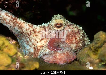 Octopus camuffato sulla barriera corallina. Foto Stock