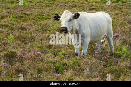 Vista laterale della mucca bianca con orecchie nere isolate circondate da erica rosa e bracken in una mattinata luminosa all'Avon Heath Country Park. Dorset. Foto Stock