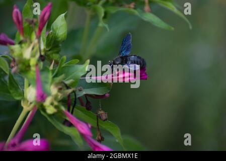Bumblebee nero su fiori viola Foto Stock