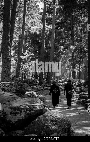 Immagine verticale in scala di grigi di due persone che camminano nella foresta con il sole visto attraverso i rami dell'albero Foto Stock