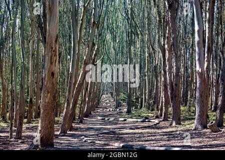 Guardando lungo Andy Goldworthy's Wood Line (Lover's Lane) San Francisco, California, U.S.A Foto Stock