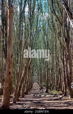 Guardando lungo Andy Goldworthy's Wood Line (Lover's Lane) San Francisco, California, U.S.A Foto Stock