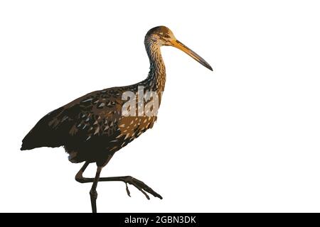 Immagine vettoriale di un Ibis marrone. Illustrazione Vettoriale