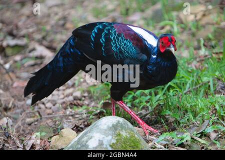 Maschio adulto Svensson's Pheasant (Lophura swinhoii) segreto, bel fagiano endemico nelle montagne di Taiwan. New Taipei City, Taiwan. 2021. Foto Stock