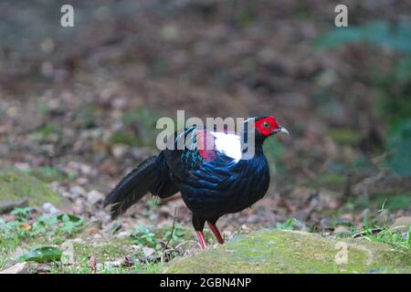 Maschio adulto Svensson's Pheasant (Lophura swinhoii) segreto, bel fagiano endemico nelle montagne di Taiwan. New Taipei City, Taiwan. 2021. Foto Stock