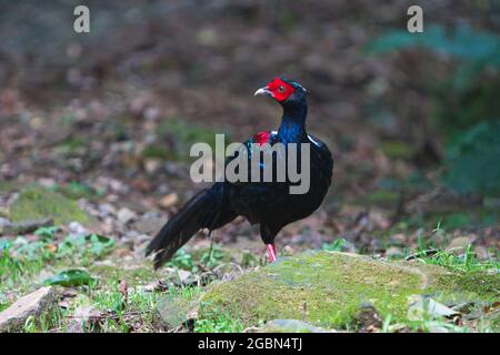 Maschio adulto Svensson's Pheasant (Lophura swinhoii) segreto, bel fagiano endemico nelle montagne di Taiwan. New Taipei City, Taiwan. 2021. Foto Stock