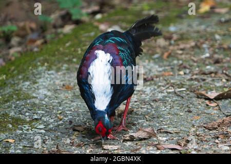 Maschio adulto Svensson's Pheasant (Lophura swinhoii) segreto, bel fagiano endemico nelle montagne di Taiwan. New Taipei City, Taiwan. 2021. Foto Stock