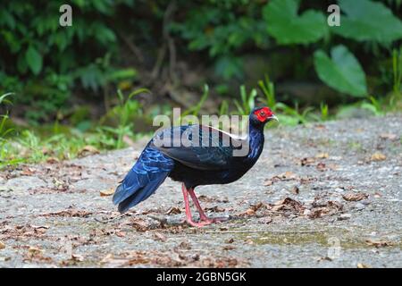 Maschio adulto Svensson's Pheasant (Lophura swinhoii) segreto, bel fagiano endemico nelle montagne di Taiwan. New Taipei City, Taiwan. 2021. Foto Stock