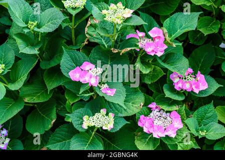 Primo piano di un fiore rosa di idrangea di grandi foglie che cresce nel giardino Foto Stock