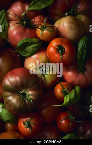 Pomodori di primo apparire con foglie di basilico fresco Foto Stock