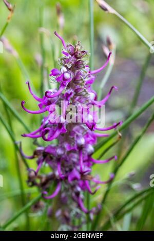 Primo piano della testa degli elefanti (pedicularis groenlandica) in fiore, Albion Basin, Little Cottonwood Canyon, Wasatch Mountains, Utah Foto Stock