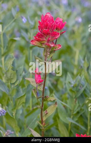 Pennello indiano rosso individuale (Castilleja linariifolia) in fiore, Albion Basin, Little Cottonwood Canyon, Wasatch Mountains, Utah Foto Stock