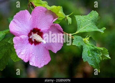 Primo piano di un ibisco (Rosa di Sharon) con gocce di pioggia, Giordania meridionale, Utah Foto Stock