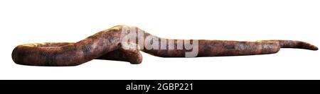 Titanoboa, con fino a 12.8 metri la più grande specie di serpente mai scoperta, isolata su sfondo bianco Foto Stock
