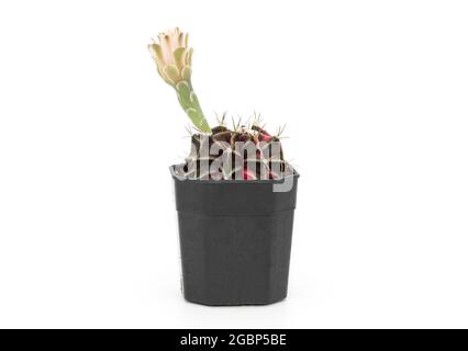 Un piccolo cactus (gymnocalycium) in vaso di plastica nero su sfondo bianco. Foto Stock