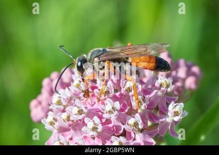 Great Golden Digger Wasp (Sphex ichneumoneus) su una palude fior di alga (Asclepias incarnata) in Iowa Foto Stock