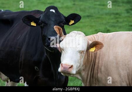 Beldorf, Germania. 05 agosto 2021. Una vacca da latte lecca il volto di un'altra vacca in un pascolo. Credit: Daniel Bockwoldt/dpa - ATTENTION: Le etichette auricolari della mucca sono state pixelate per motivi legali/dpa/Alamy Live News Foto Stock