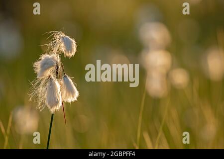 Cottongrass comune (Eriophorum angustifolium) che cresce in zone umide di natura finlandese Foto Stock