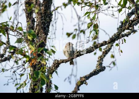 Giovane flycatcher macchiato (Muscicapa striata) arroccato su un ramo nella natura finlandese in una giornata estiva di sole Foto Stock