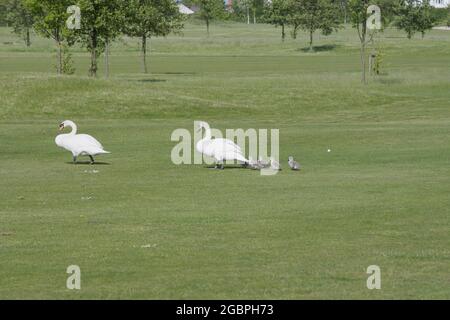 Mute Swan & Cygnets (Cygnus olor) camminando attraverso un fairway del campo da golf. Ecleston, Merseyside., Credit: Echenchenchenchenchenchenchenchenchenchenchenbildung Foto Stock