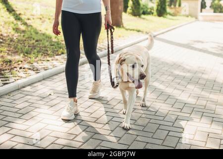 Primo piano su phot di un retriever d'oro che cammina in un parco vicino al suo proprietario Foto Stock