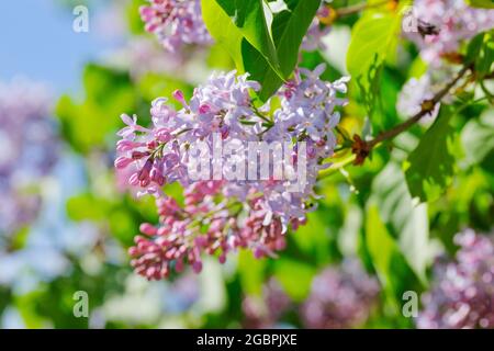 Botany, lilla comune, Syringa vulgaris, Svizzera, NO-EXCLUSIVE-USE PER CARTA-BIGLIETTO-AUGURI-PIEGHEVOLE-USO-CARTOLINA Foto Stock