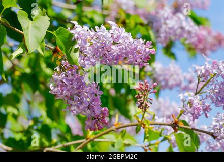 Botany, lilla comune, Syringa vulgaris, Svizzera, NO-EXCLUSIVE-USE PER CARTA-BIGLIETTO-AUGURI-PIEGHEVOLE-USO-CARTOLINA Foto Stock