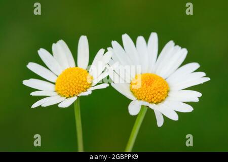 Botanica, coppia di marguerites, Leucanthemum vulgare, Svizzera, USO-NON-ESCLUSIVO-PER-BIGLIETTI-BIGLIETTI-DI-AUGURI-PIEGHEVOLI-USO-CARTOLINA Foto Stock