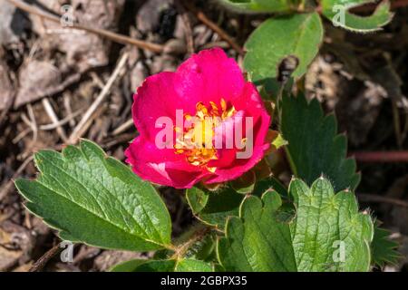 Fragaria x anassa 'Samba' un ornamento ibrido di fragole rosse cresciuto principalmente come pianta di fiori piuttosto che per le sue bacche Foto Stock