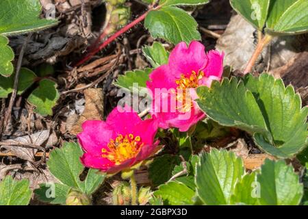 Fragaria x anassa 'Samba' un ornamento ibrido di fragole rosse cresciuto principalmente come pianta di fiori piuttosto che per le sue bacche Foto Stock