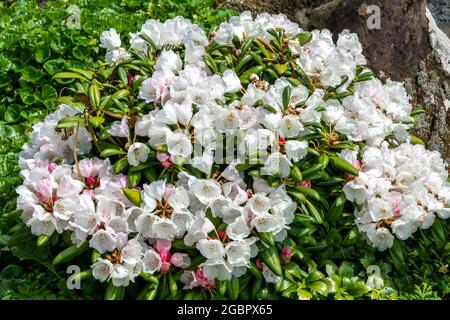 Rhododendron obtusum 'Schneeperle' una pianta arbusto in fiore estiva con un fiore bianco in estate altrimenti conosciuto come un'azalea giapponese 'now Pearl', st Foto Stock