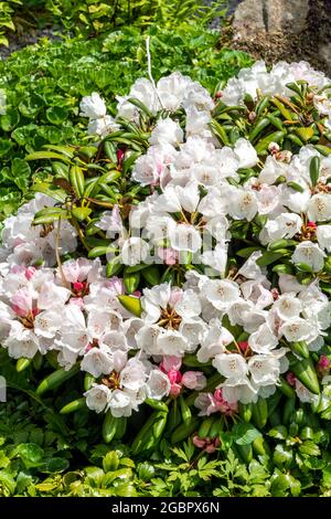 Rhododendron obtusum 'Schneeperle' una pianta arbusto in fiore estiva con un fiore bianco in estate altrimenti conosciuto come un'azalea giapponese 'now Pearl', st Foto Stock