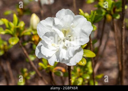 Rhododendron obtusum 'Schneeperle' una pianta arbusto in fiore estiva con un fiore bianco in estate altrimenti conosciuto come un'azalea giapponese 'now Pearl', st Foto Stock