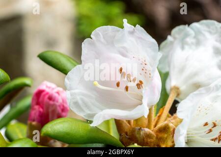 Rhododendron yakushimanum 'Koichiro Wada' una pianta arbusto fiorita primavera estate con un fiore bianco rosa estate, foto stock Foto Stock