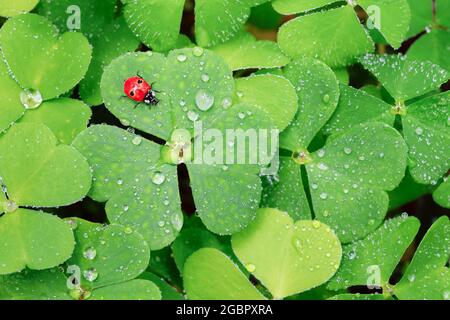 zoologia, insetti (Insecta), ladybird a due punti sul trifoglio, Svizzera, NO-FOLDING-CARD-GREETING-CARD-USE, EUROPE, 15-09-2019-15-09-2029 Foto Stock