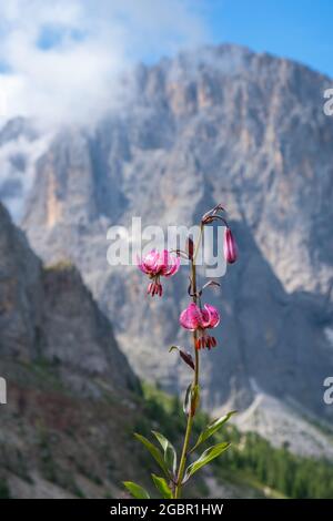 Fiore di giglio di Martagon in una montagna dolomitica Foto Stock