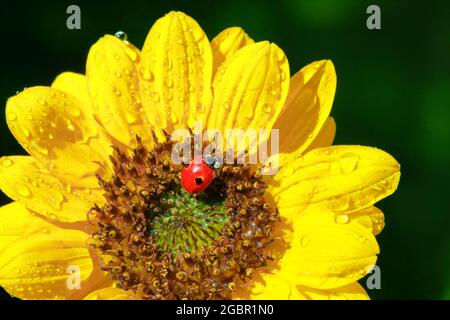 zoologia, insetti (Insecta), ladybird a due punti su girasole, Svizzera, NO-EXCLUSIVE-USE PER CARTA-BIGLIETTO-DI-AUGURI-PIEGHEVOLE-USO-CARTOLINA Foto Stock