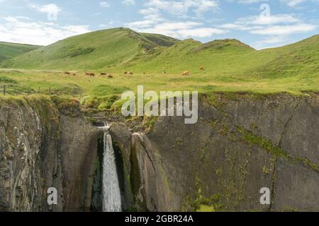 Mucche pascolano in un campo vicino alla cascata Speke's Mill Mouth vicino a Screda Cove e St Catherine's Tor sulla costa nord del Devon vicino a Hartland Quay. Foto Stock