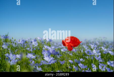 Un papavero si erge alto tra un campo di lino e papaveri sui South Downs. Foto Stock