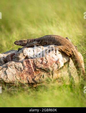 monitor lizard o bengala o monitor indiano comune o. varanus bengalensis ritratto su roccia in verde naturale post monsone foresta a ranthambore Foto Stock