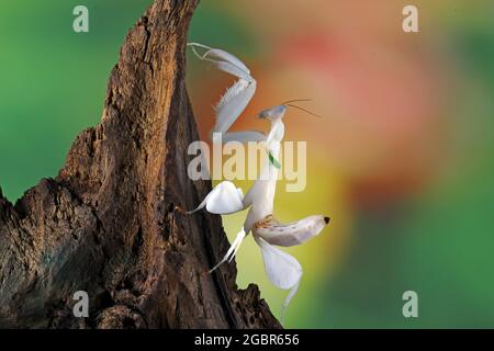 Orchidea mantis su un ramo Foto Stock