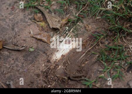 Campi di sterminio, Cambogia, Pol Pot, Khmer Rossi Foto Stock